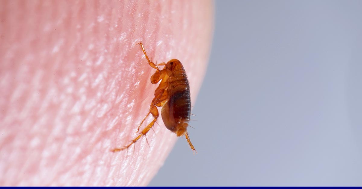 flea bites on humans